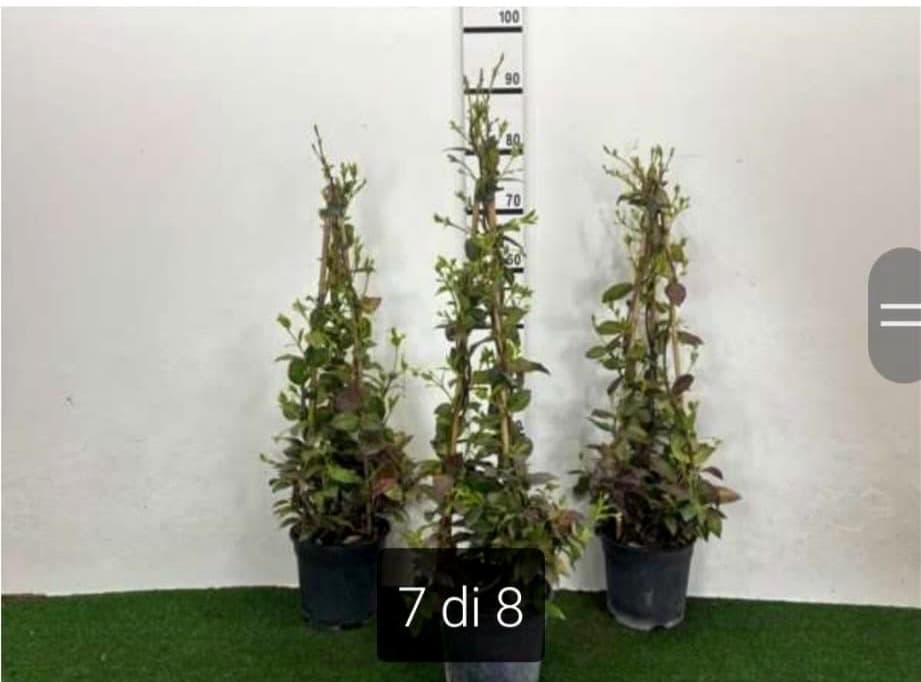 Rhyncospermum Jasminoides