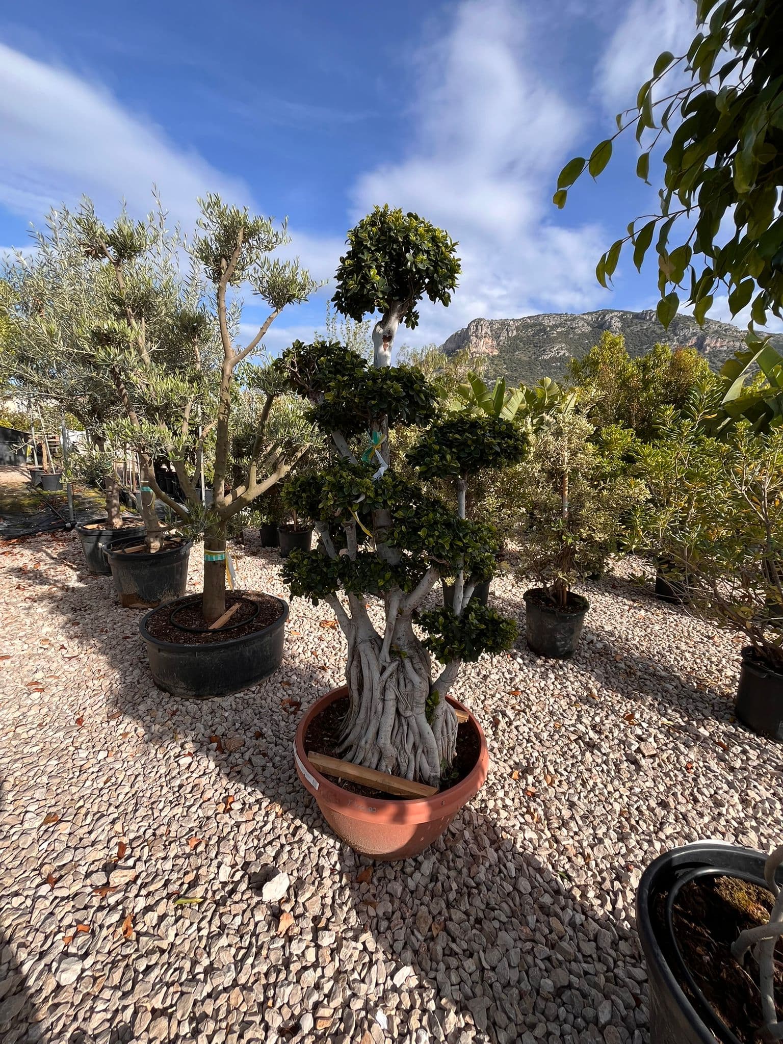 Ficus Microcarpa
