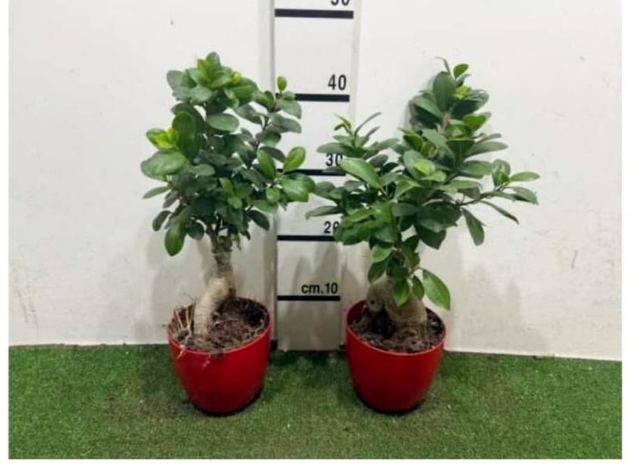 Ficus Ginseng