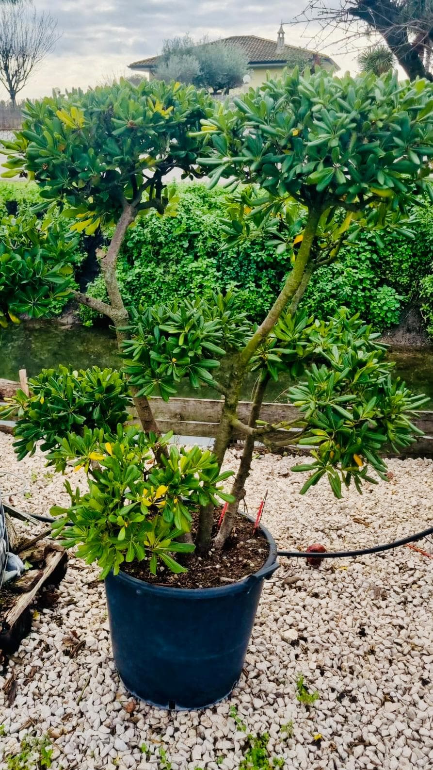 Pitosforo Macrobonsai